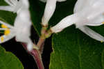 Amur honeysuckle